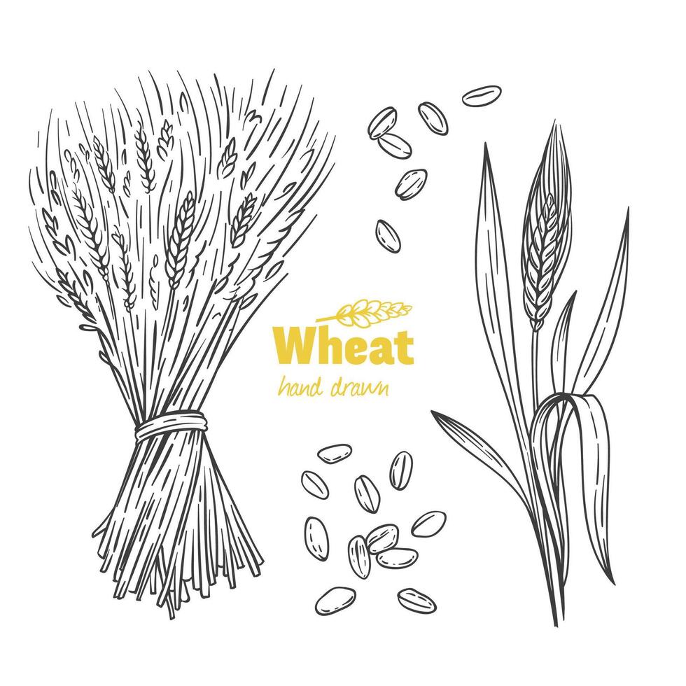 Detailed hand drawn black and white illustration of wheat seeds, sheaf, ears and straw vector
