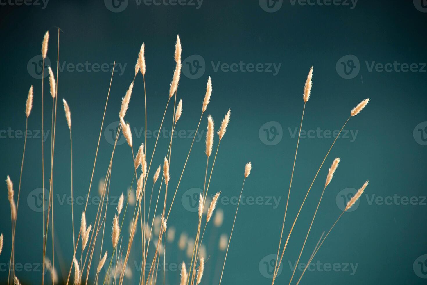 Close-up of several Scented Spikelet against an Azure Blue Background. Sandy Golden Blades of Grass surrounded by Cerulean irregular Lake. Contrasting Yellow Grass against Turquoise framing photo