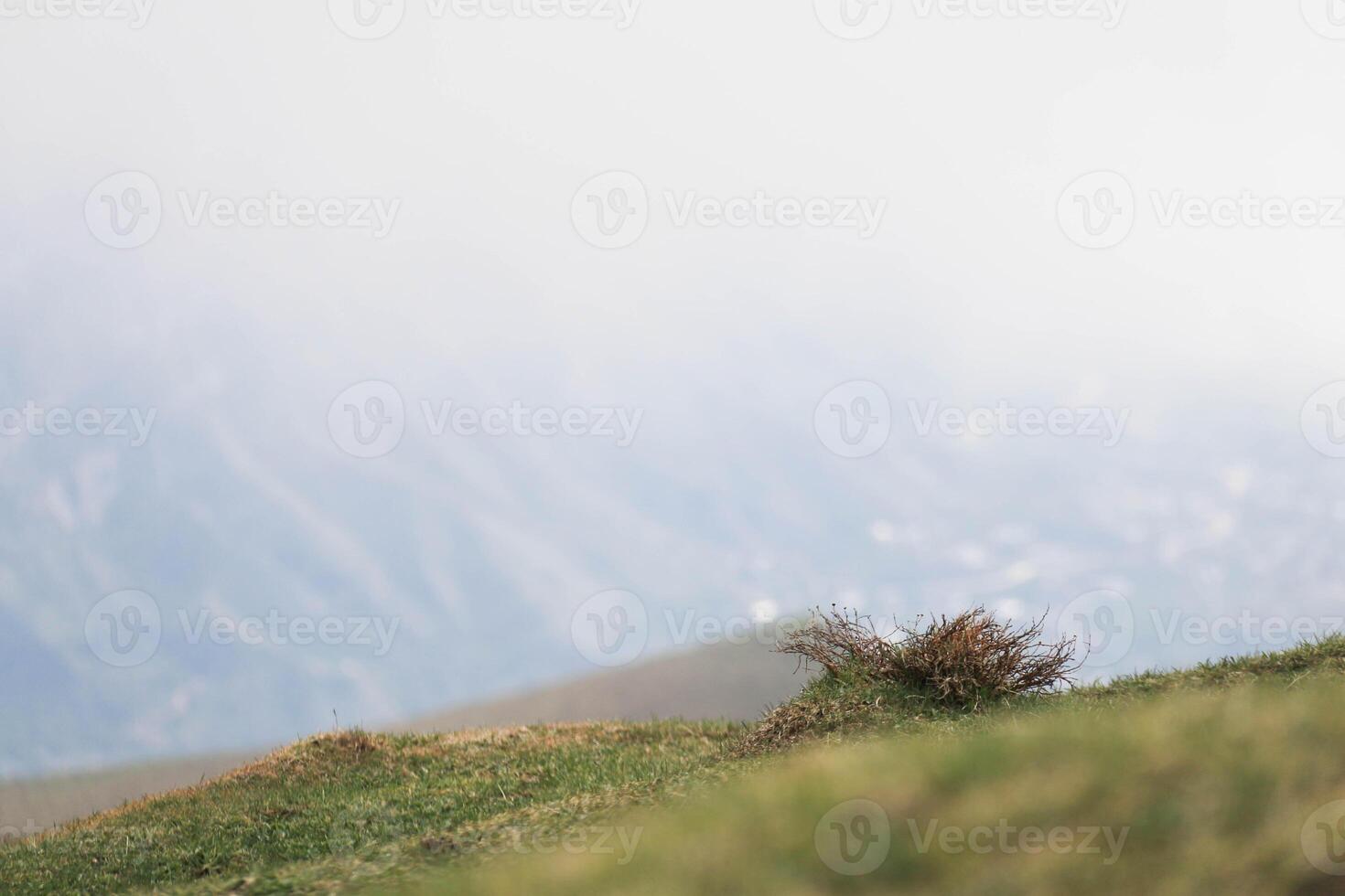 Lonely Thorn Bush in Green Meadow on Hillside Sunny day. Foreground of Grass is blurred, the hills in background are in haze with Copy Space photo