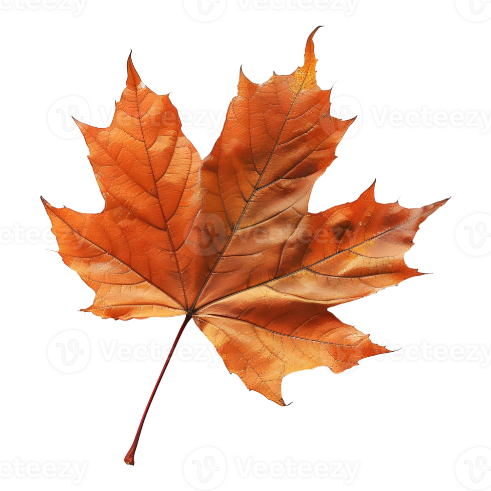 Autumn Maple Leaf on Transparent Background png