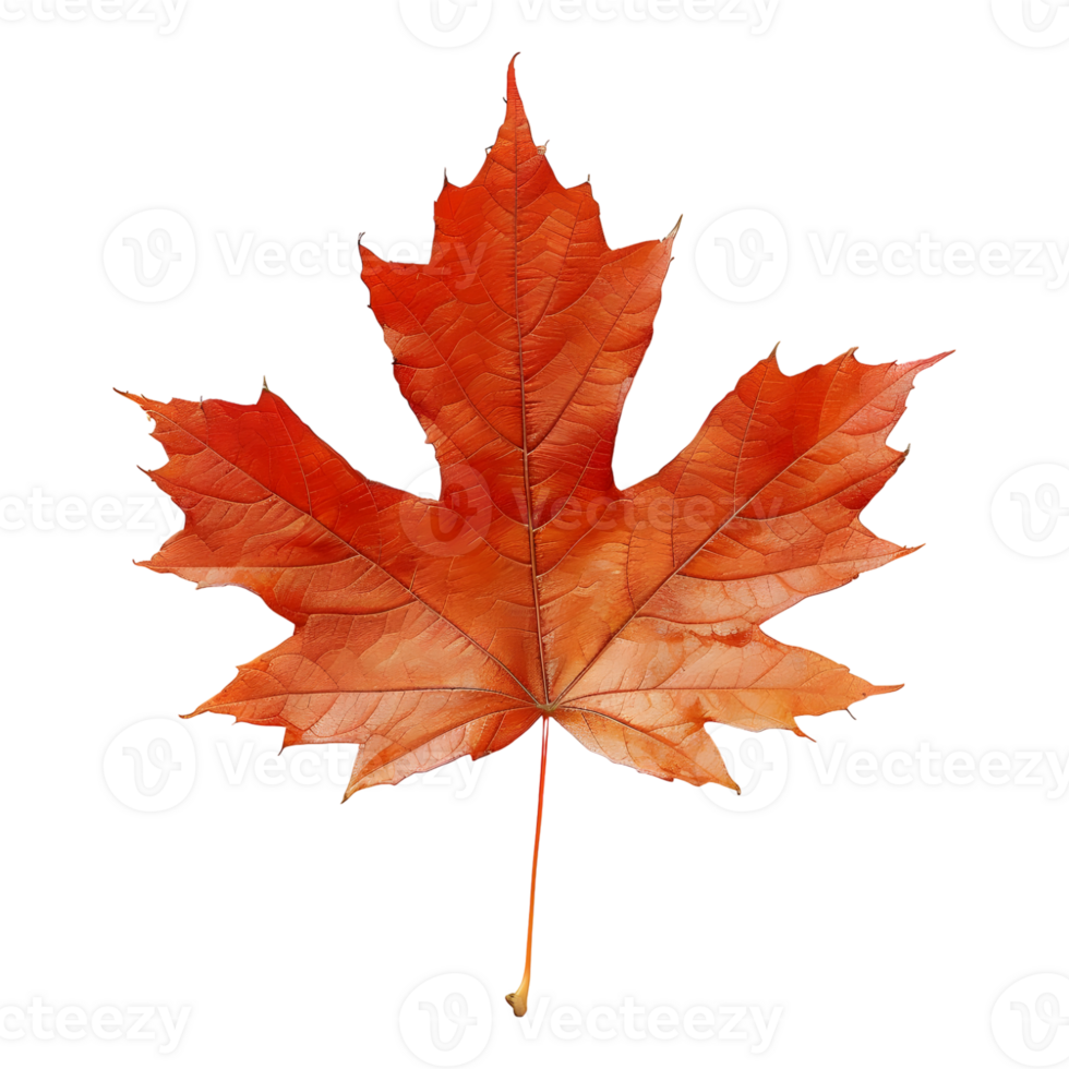 Autumn Maple Leaf on Transparent Background png