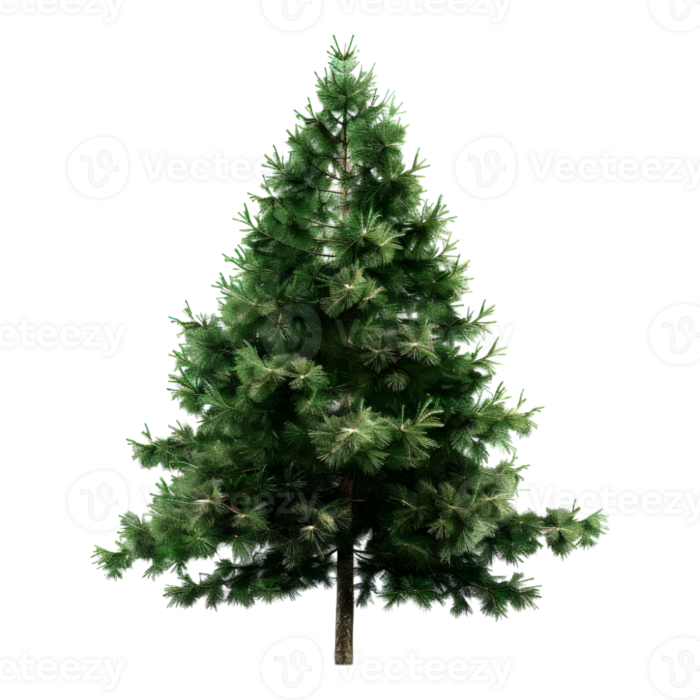 Christmas Tree on Transparent Background png