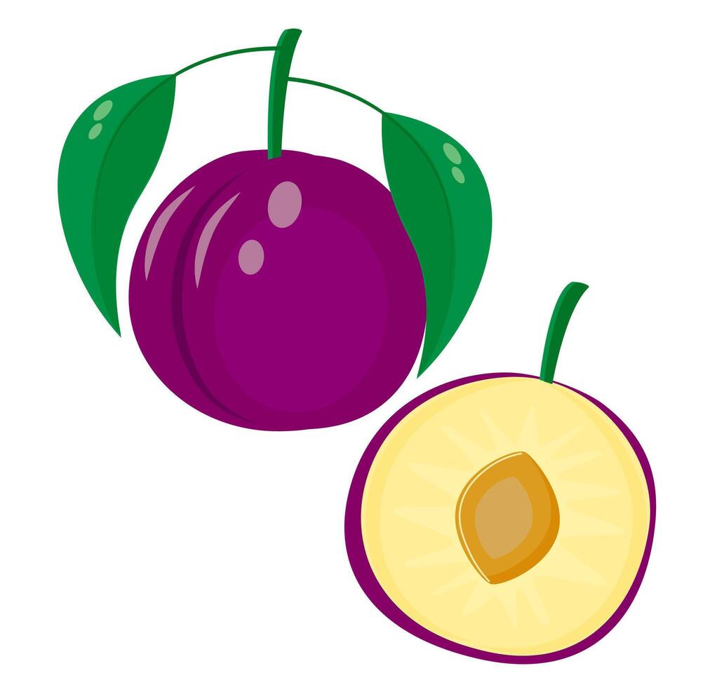 Fresh juicy plum. illustration of fruits. vector