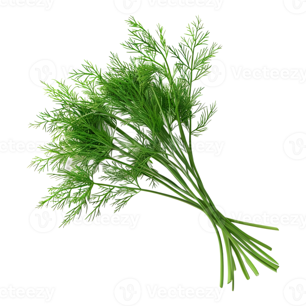 Fennel Plant on Transparent Background png