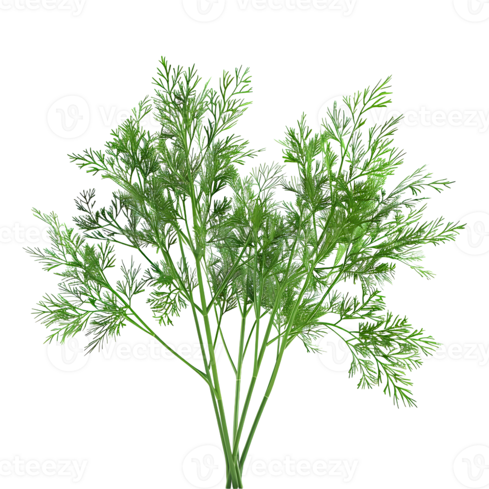 Fennel Plant on Transparent Background png