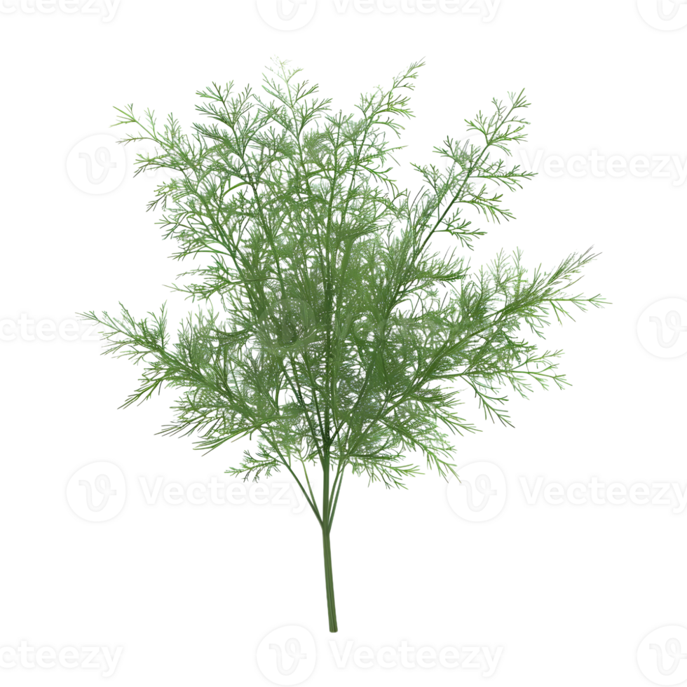 Fennel Plant on Transparent Background png