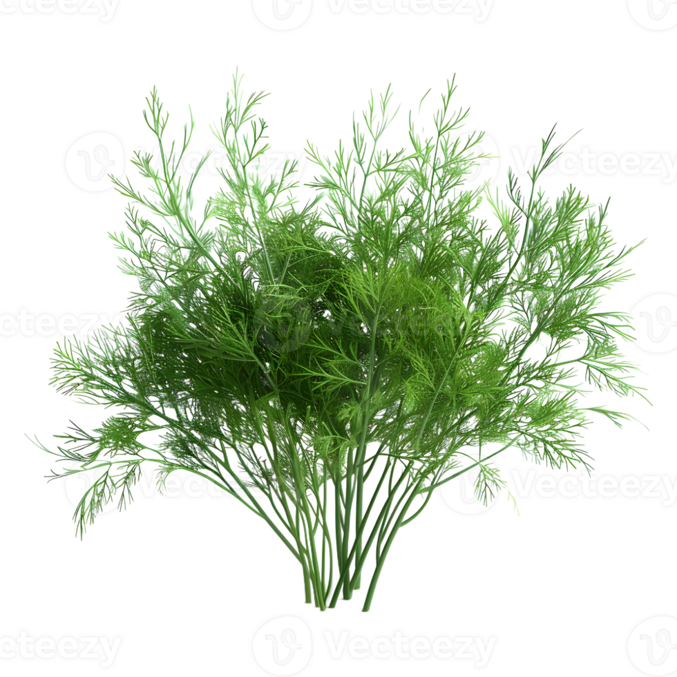 Fennel Plant on Transparent Background png