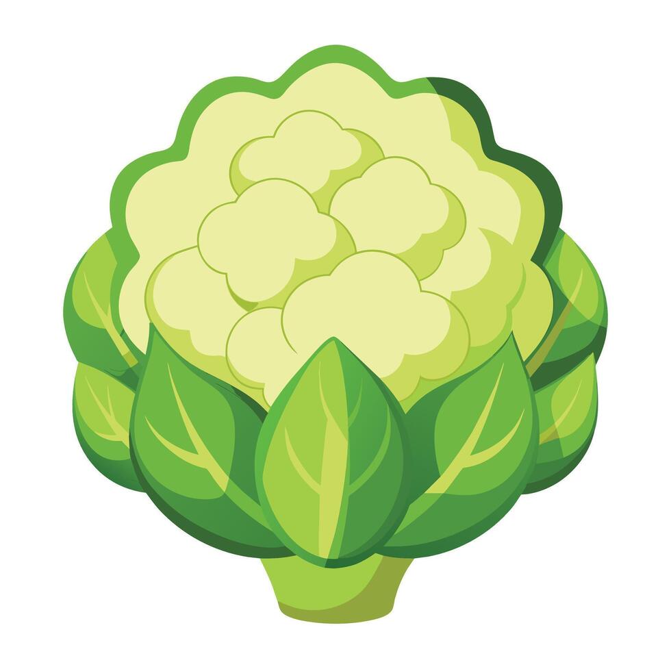 Cauliflower Illustrations Enhance Your Designs with High-Quality Graphics vector