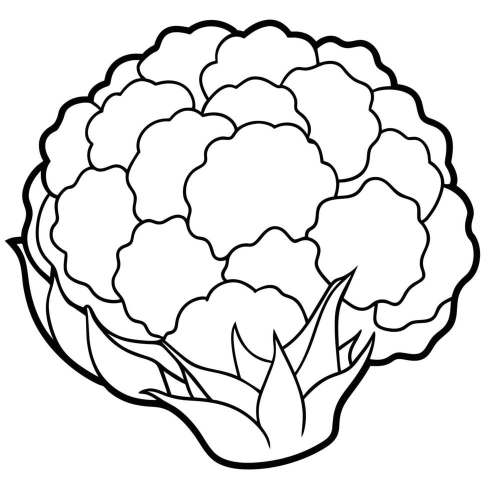 Cauliflower Illustrations Enhance Your Designs with High-Quality Graphics vector