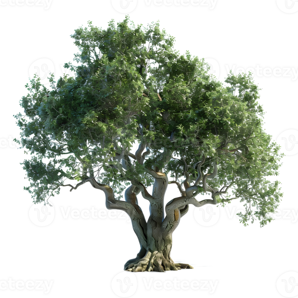 Mangifera indica Tree on Transparent Background png