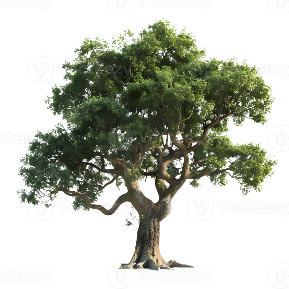 Mangifera indica Tree on Transparent Background png