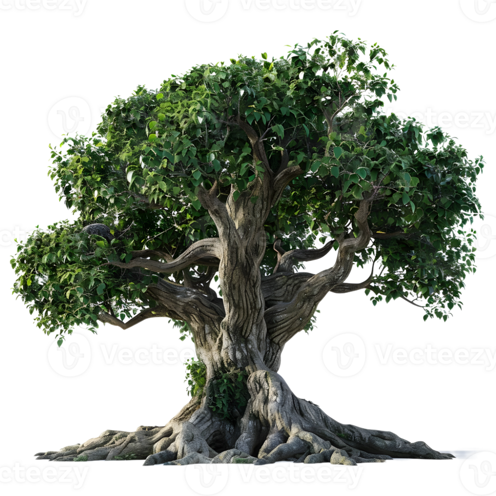 Mangifera indica Tree on Transparent Background png