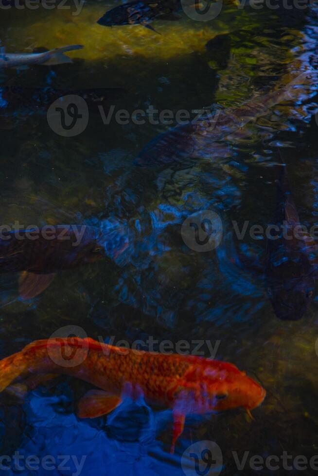 Swimming carp in the pond photo