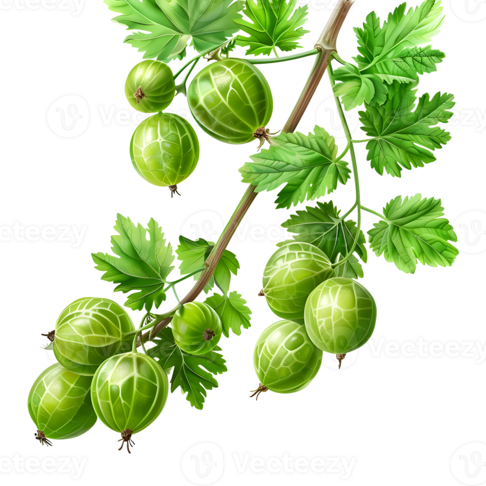 Gooseberry berries on Transparent Background png