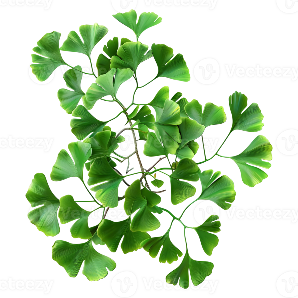 Ginkgo Leaf or Plant on Transparent Background png