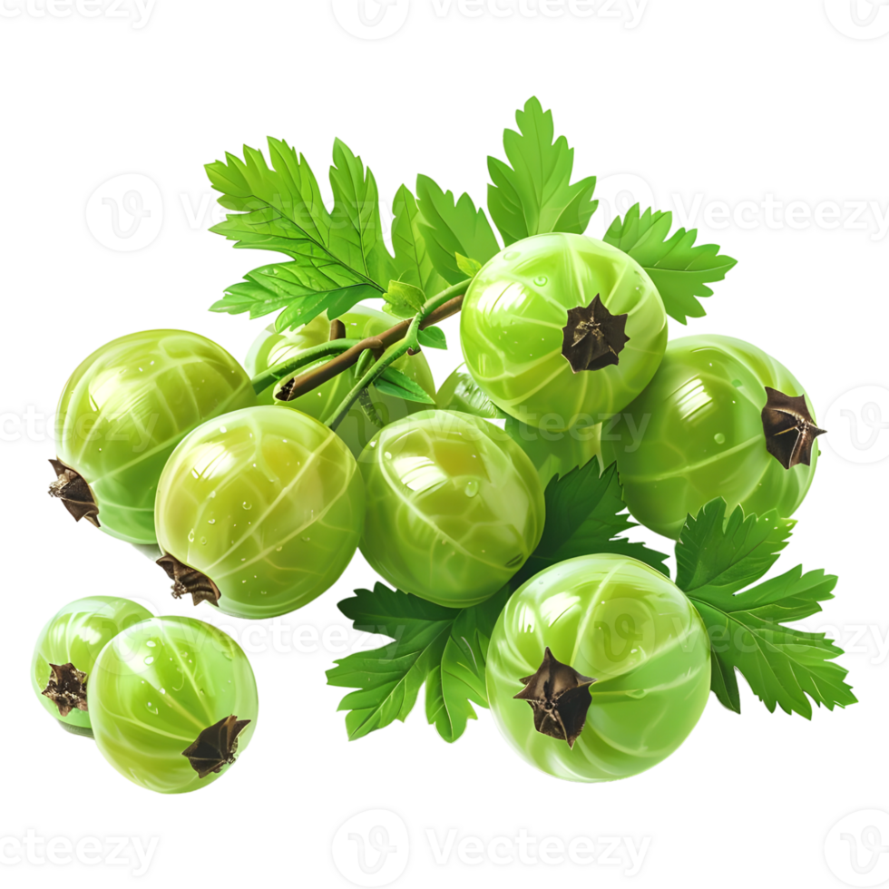 Gooseberry berries on Transparent Background png