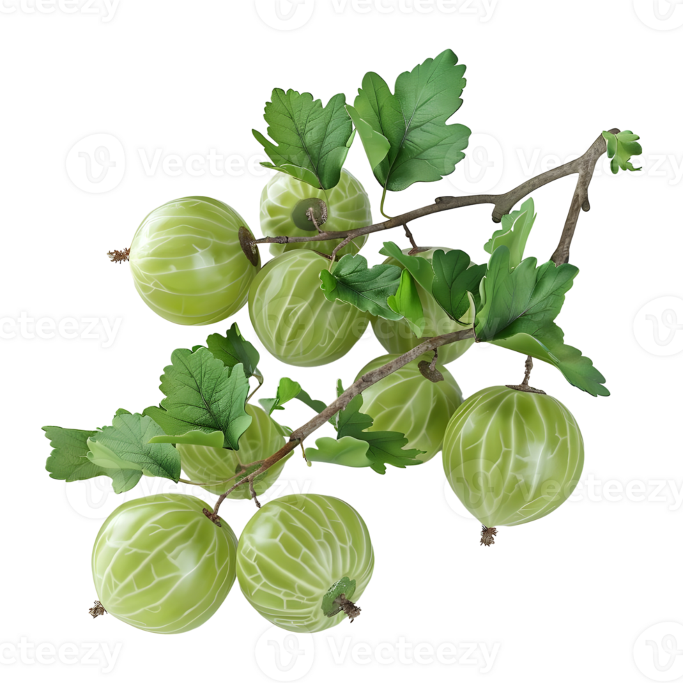 Gooseberry berries on Transparent Background png