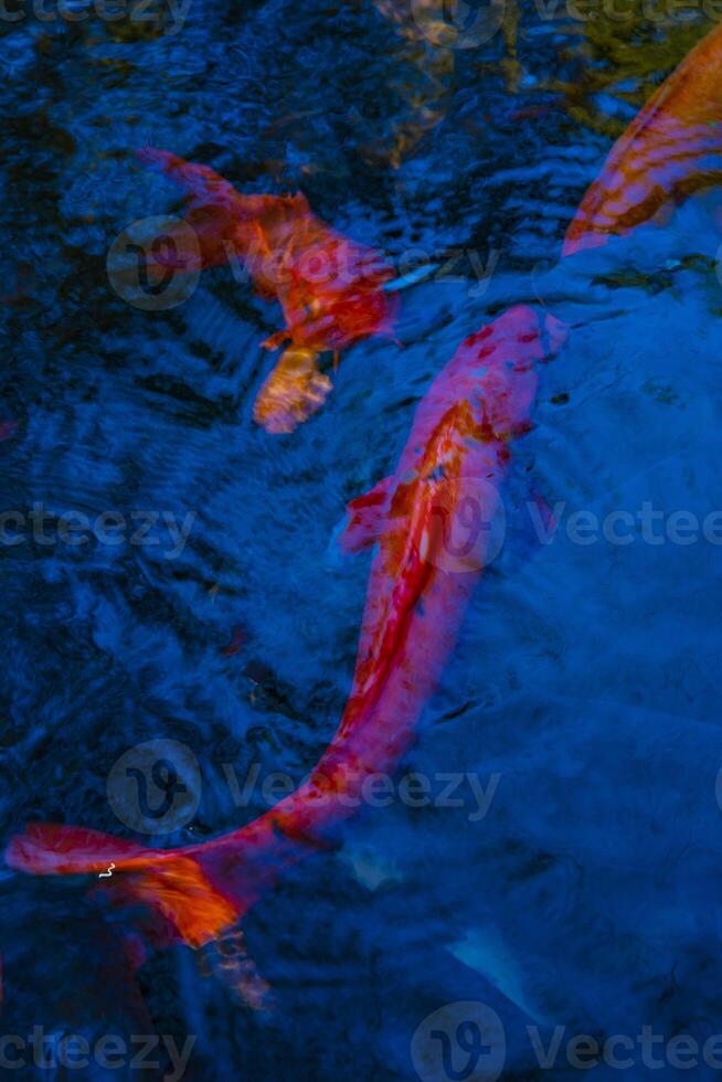 Swimming carp in the pond photo