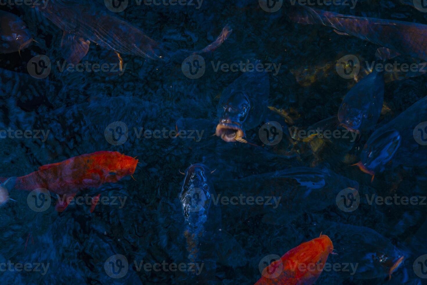 Swimming carp in the pond photo