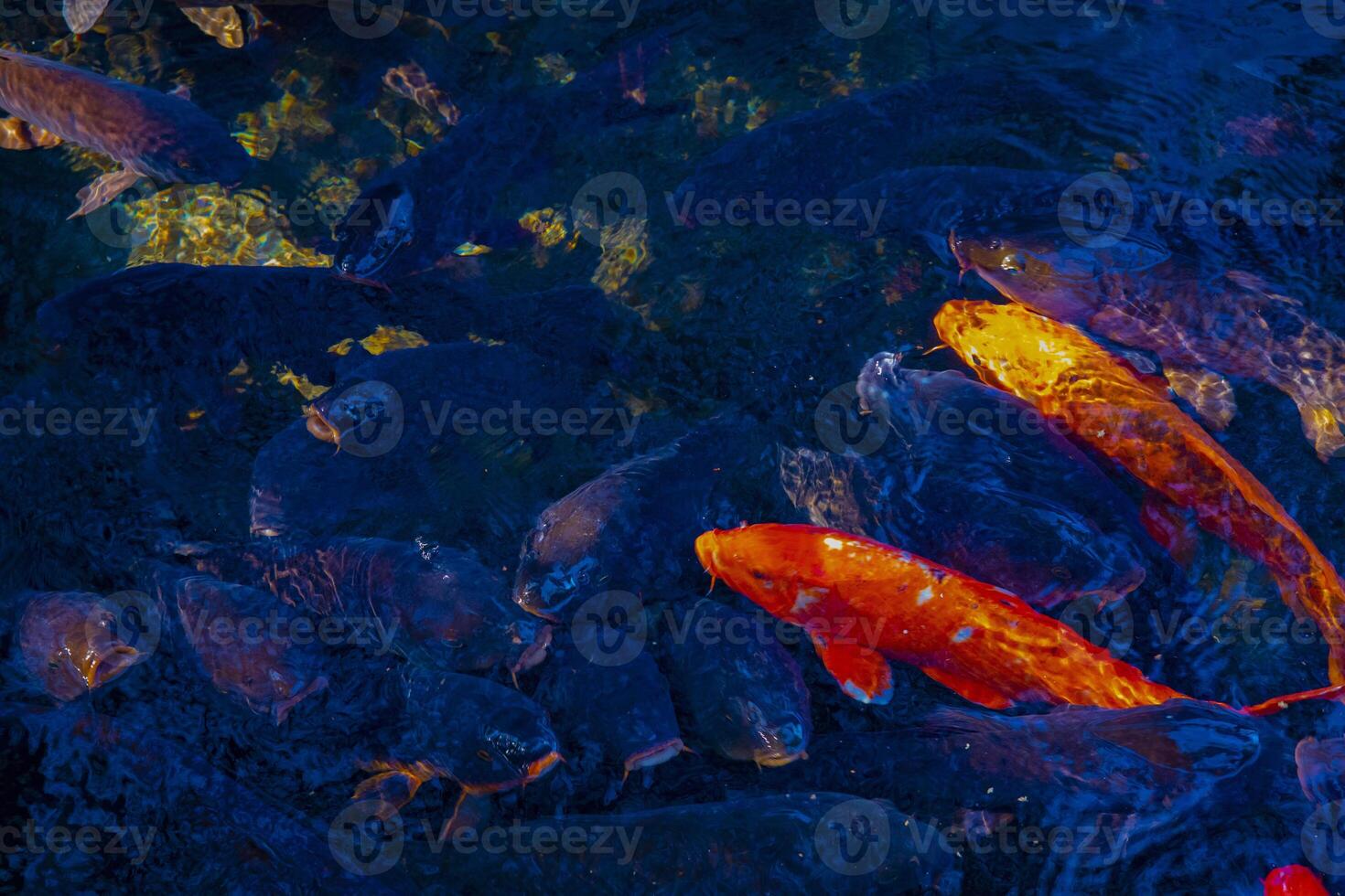 Swimming carp in the pond photo