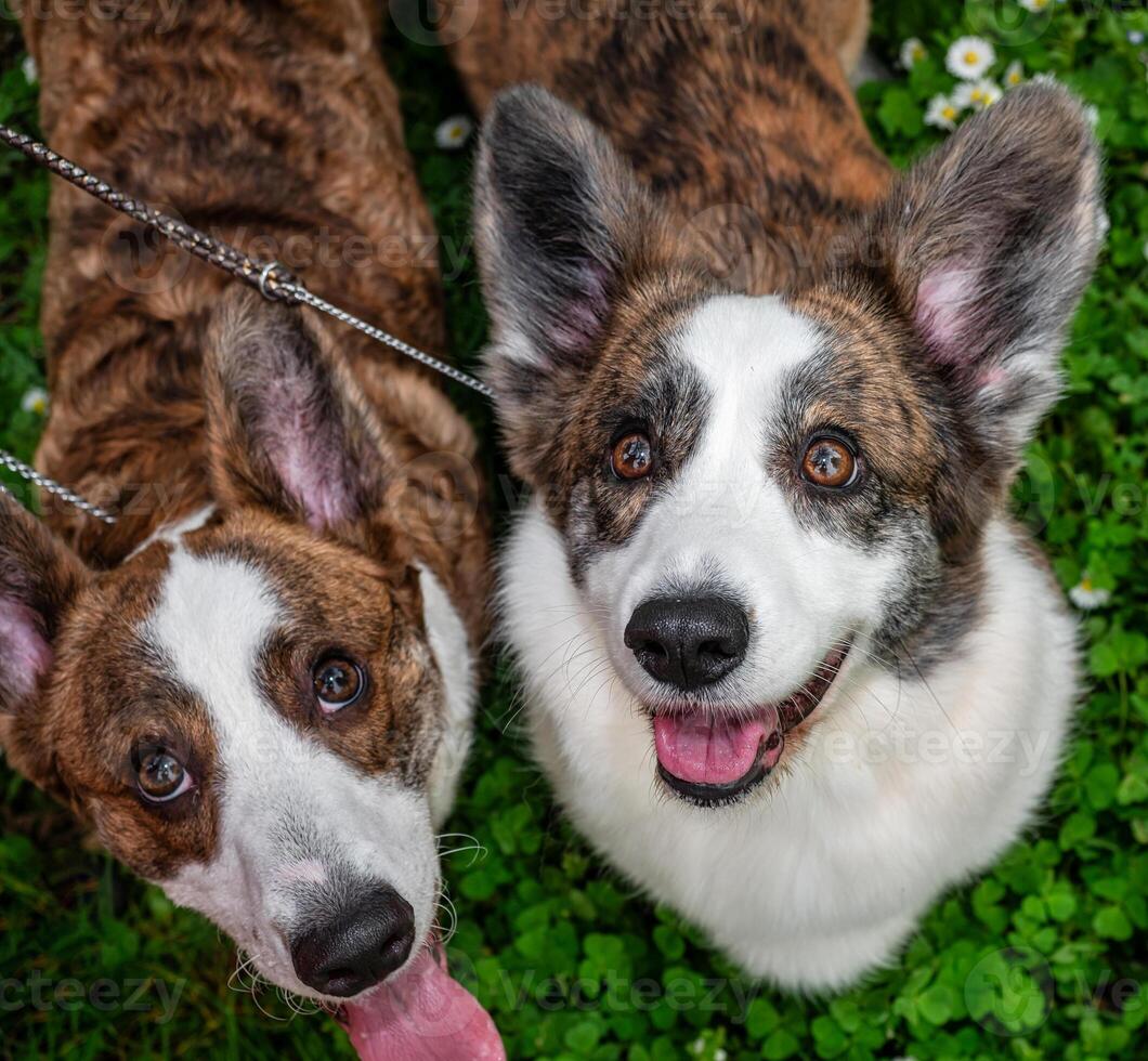 Funny two corgi cardigan dogs playing on a sunny lawn photo