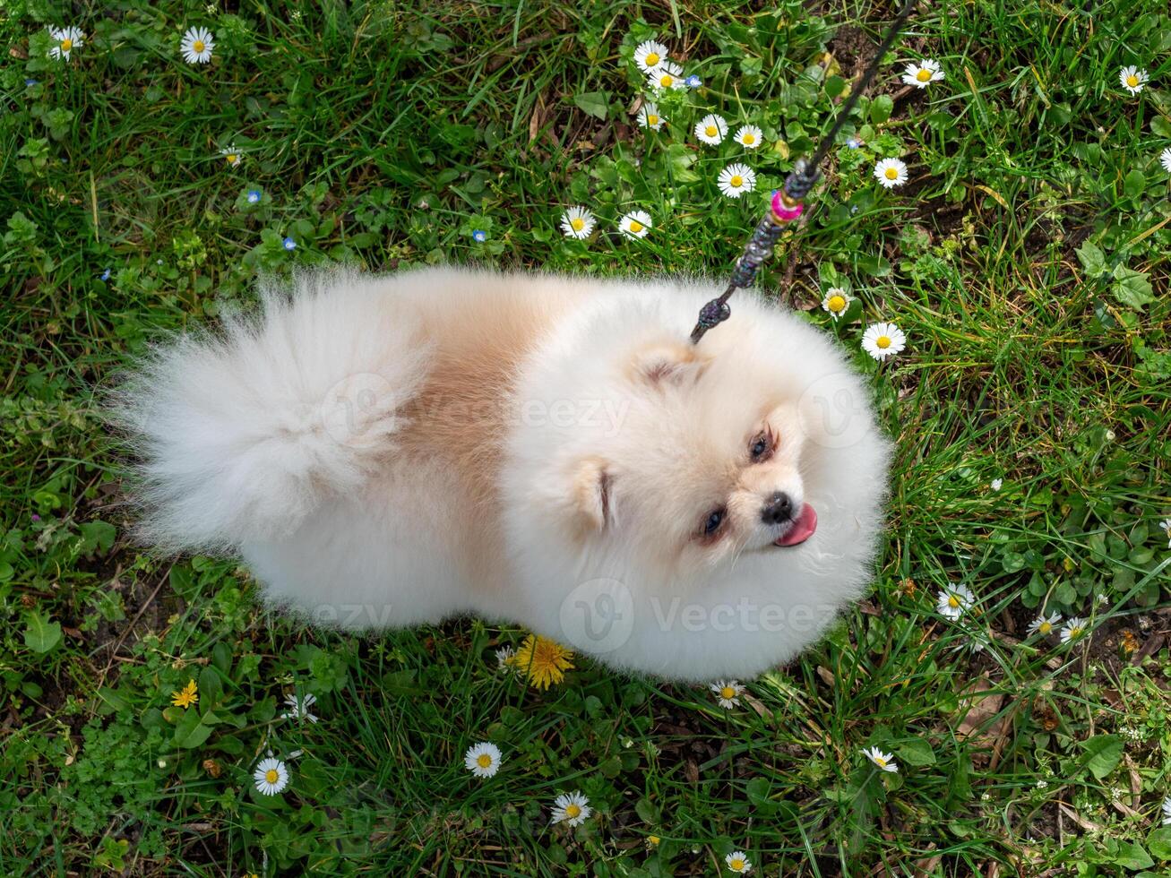 un gracioso perro de Pomerania, un minúsculo perro. foto