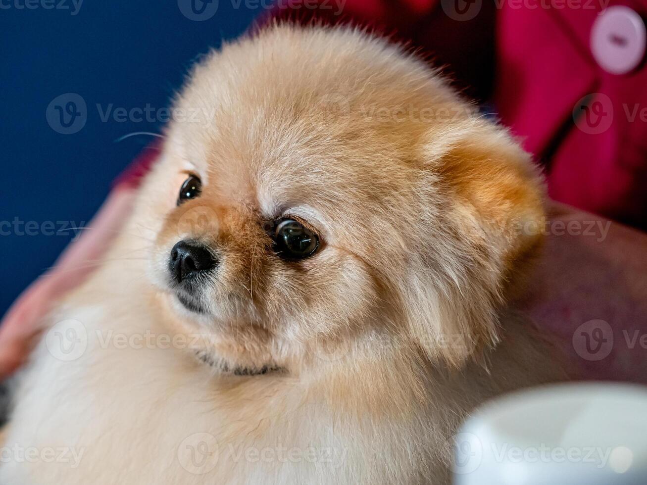 A funny spitz, a tiny dog. photo