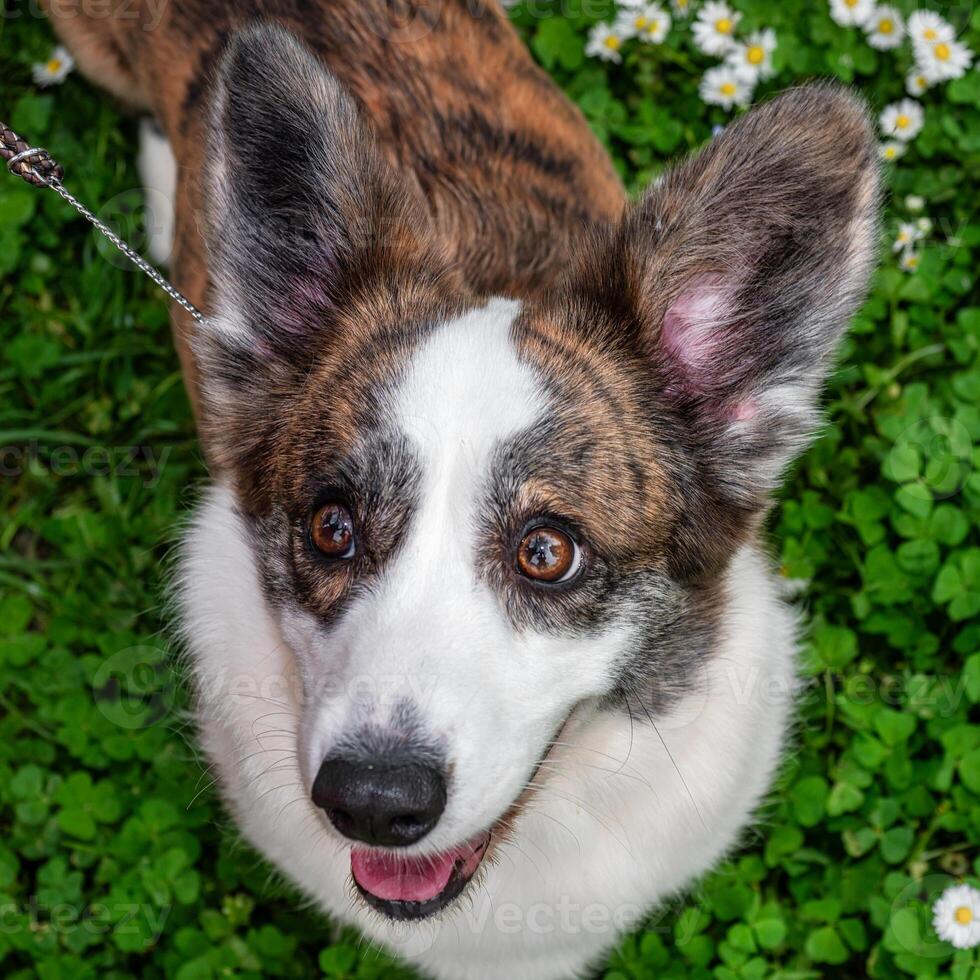 Funny two corgi cardigan dogs playing on a sunny lawn photo