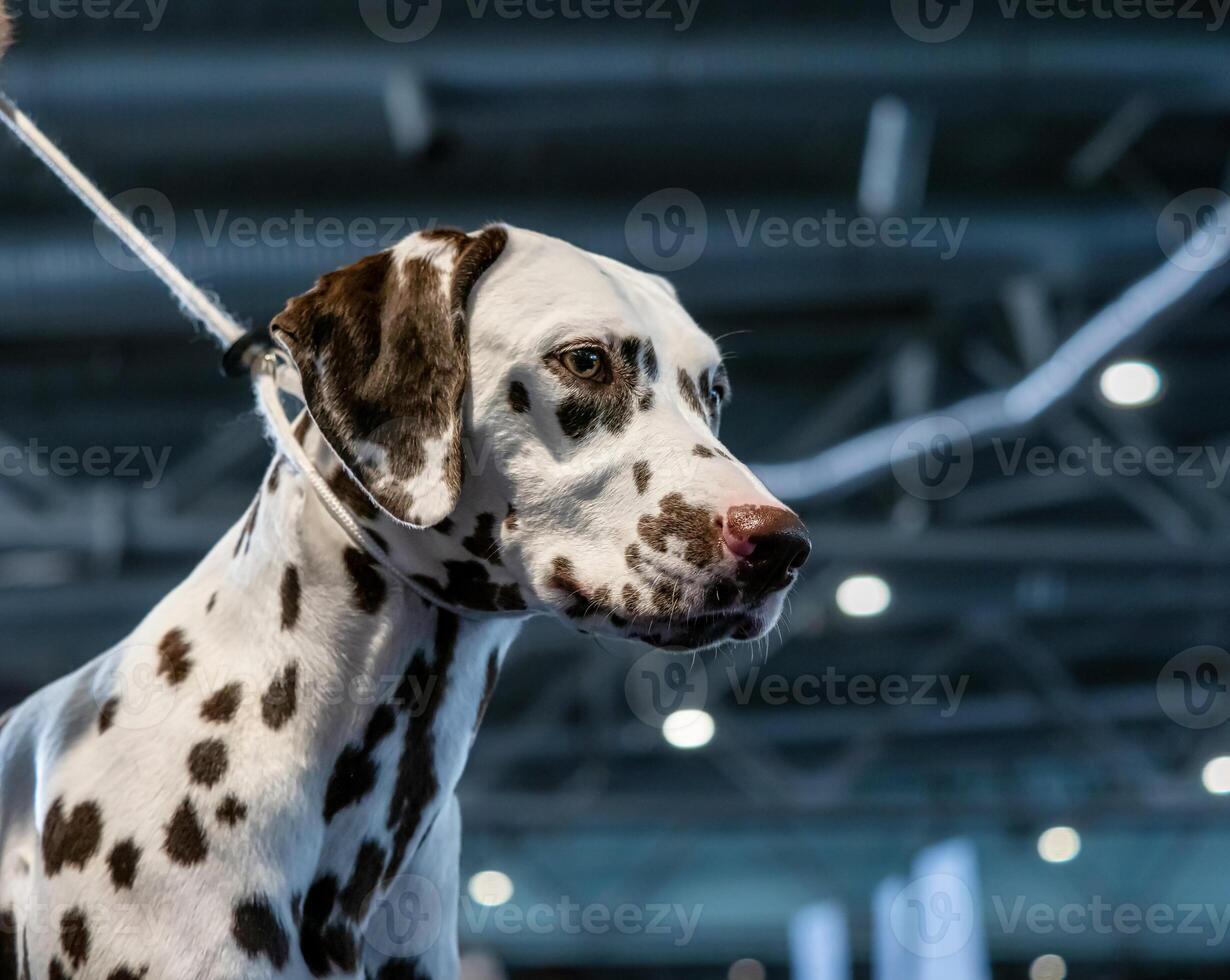 Beautiful white Dalmatian with brown spots. Elegant dog. photo