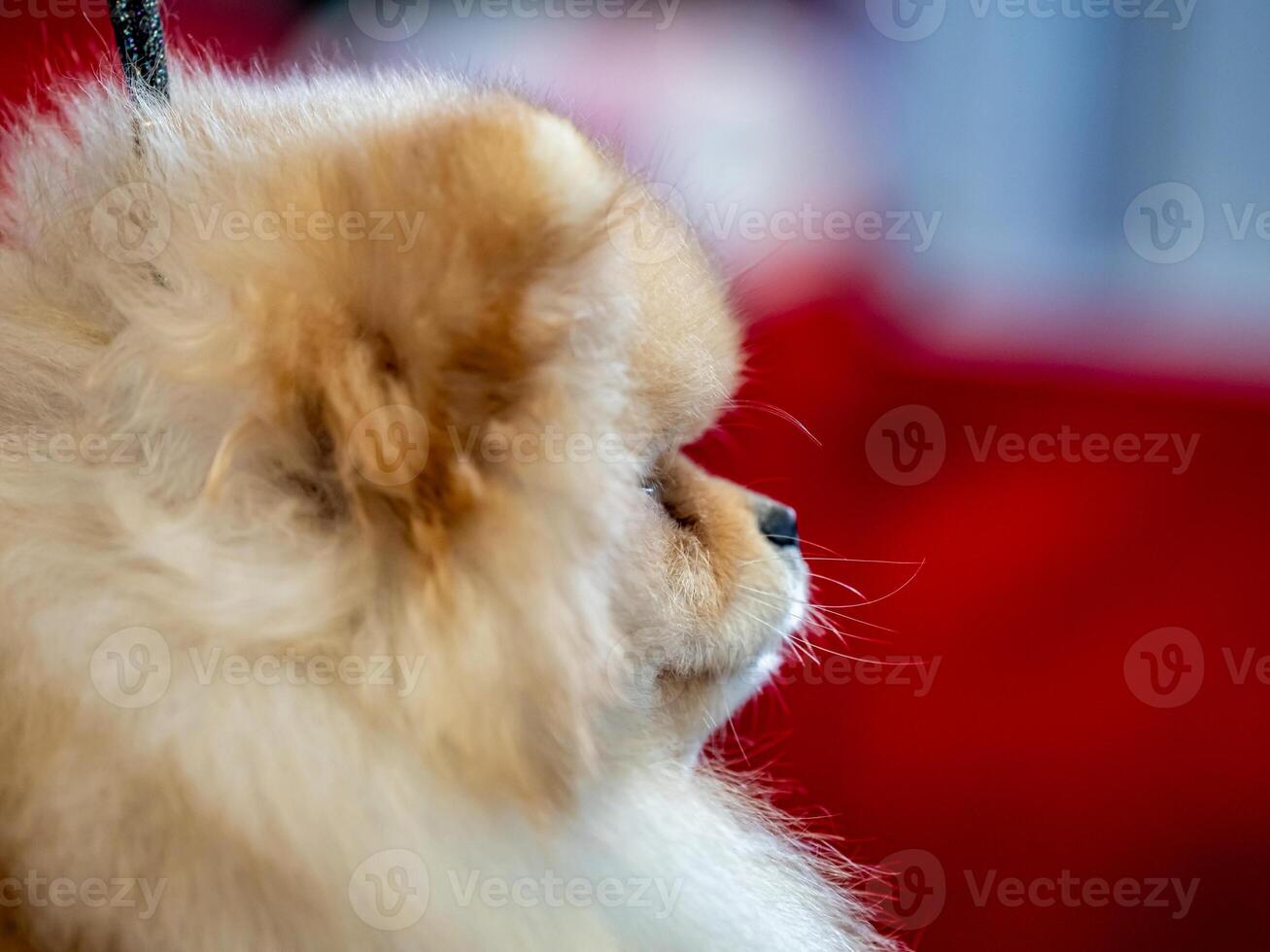 A funny spitz, a tiny dog. photo