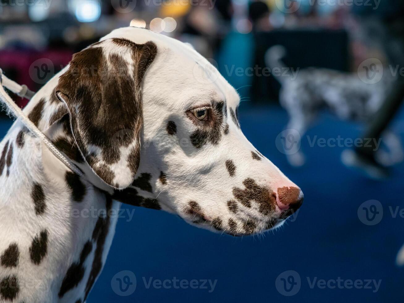 Beautiful white Dalmatian with brown spots. Elegant dog. photo