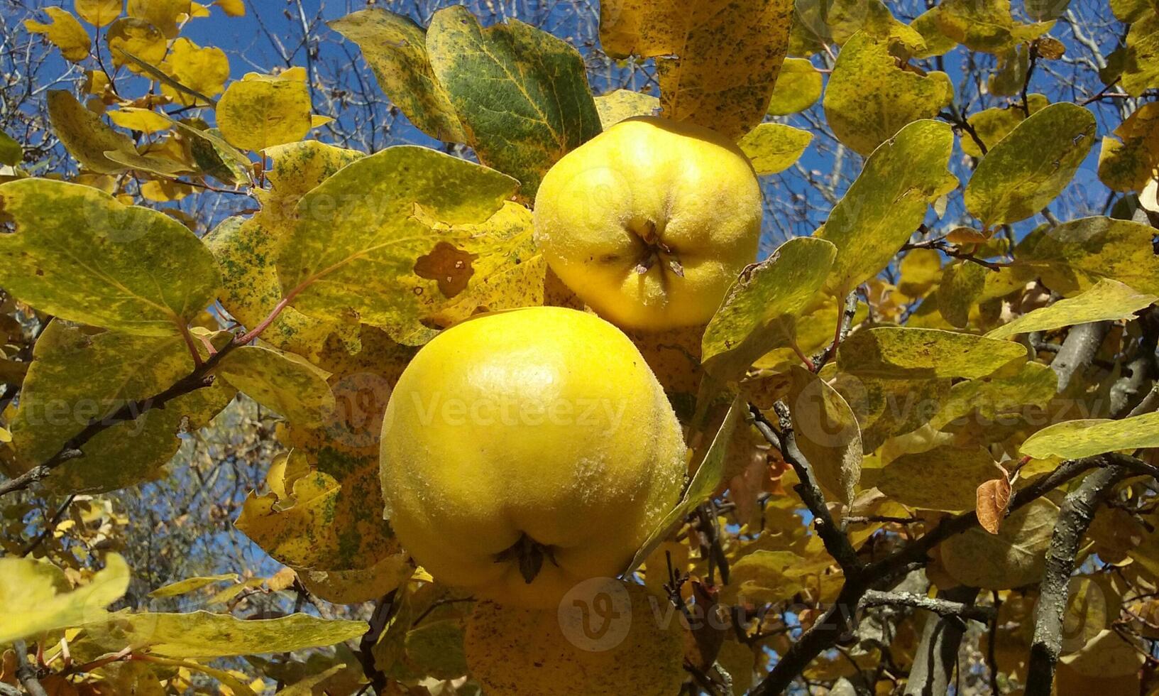 Close-up photo of ripe quinces on a branch on a sunny autumn day