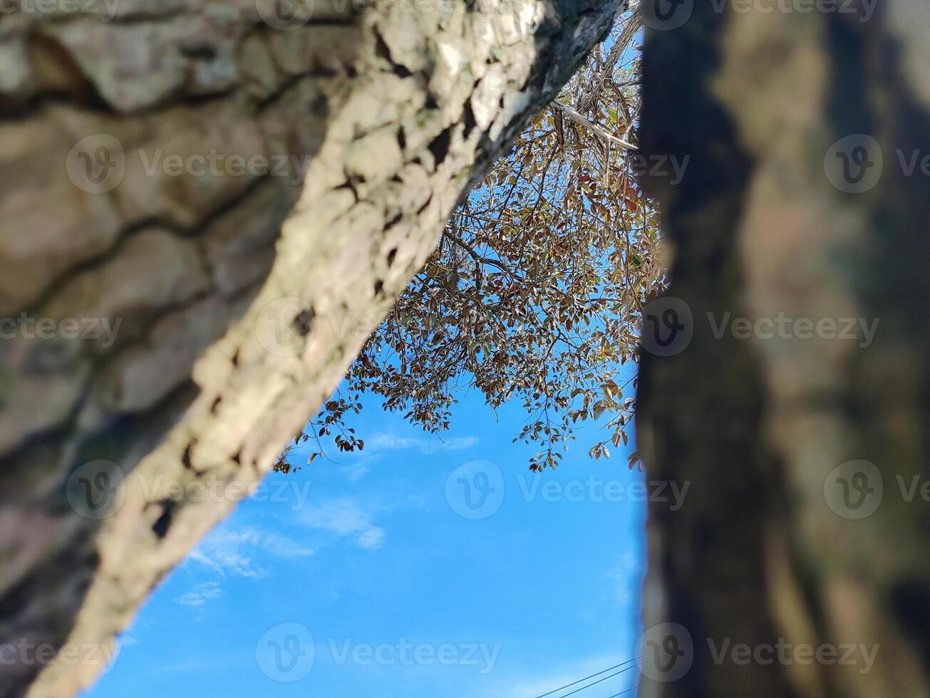 Durian tree bark textured against blue sky photo