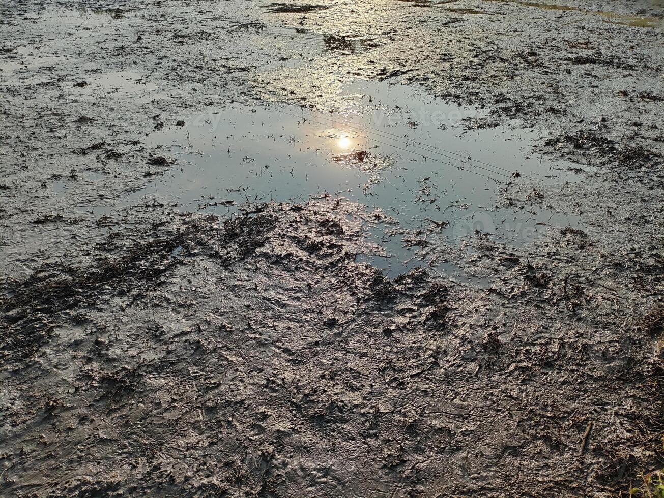 morning sun on agricultural land photo
