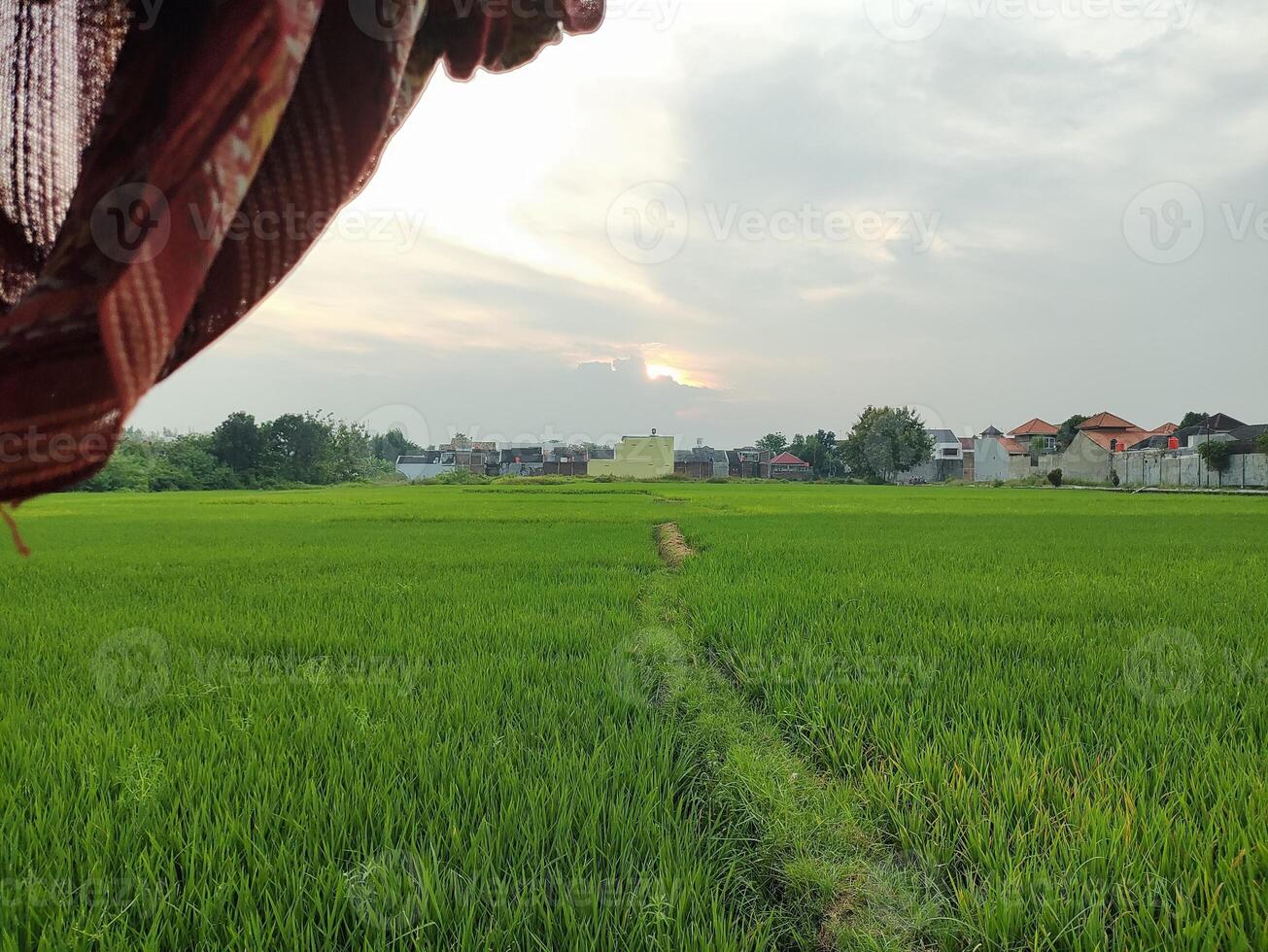 from inside view of the hut looking around rice fields photo
