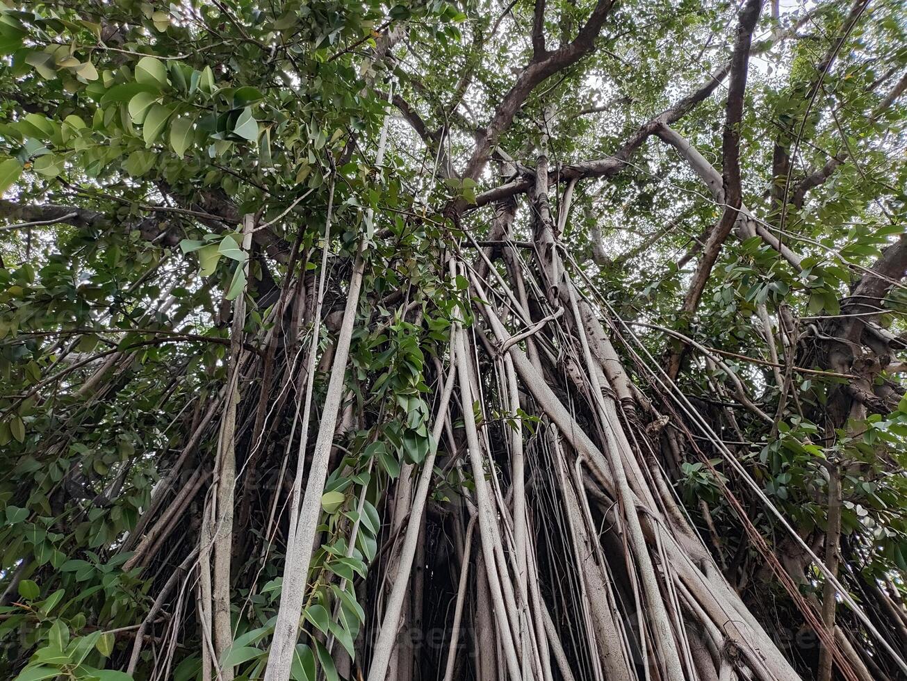 View of banyan hanging roots dangling from top to bottom photo