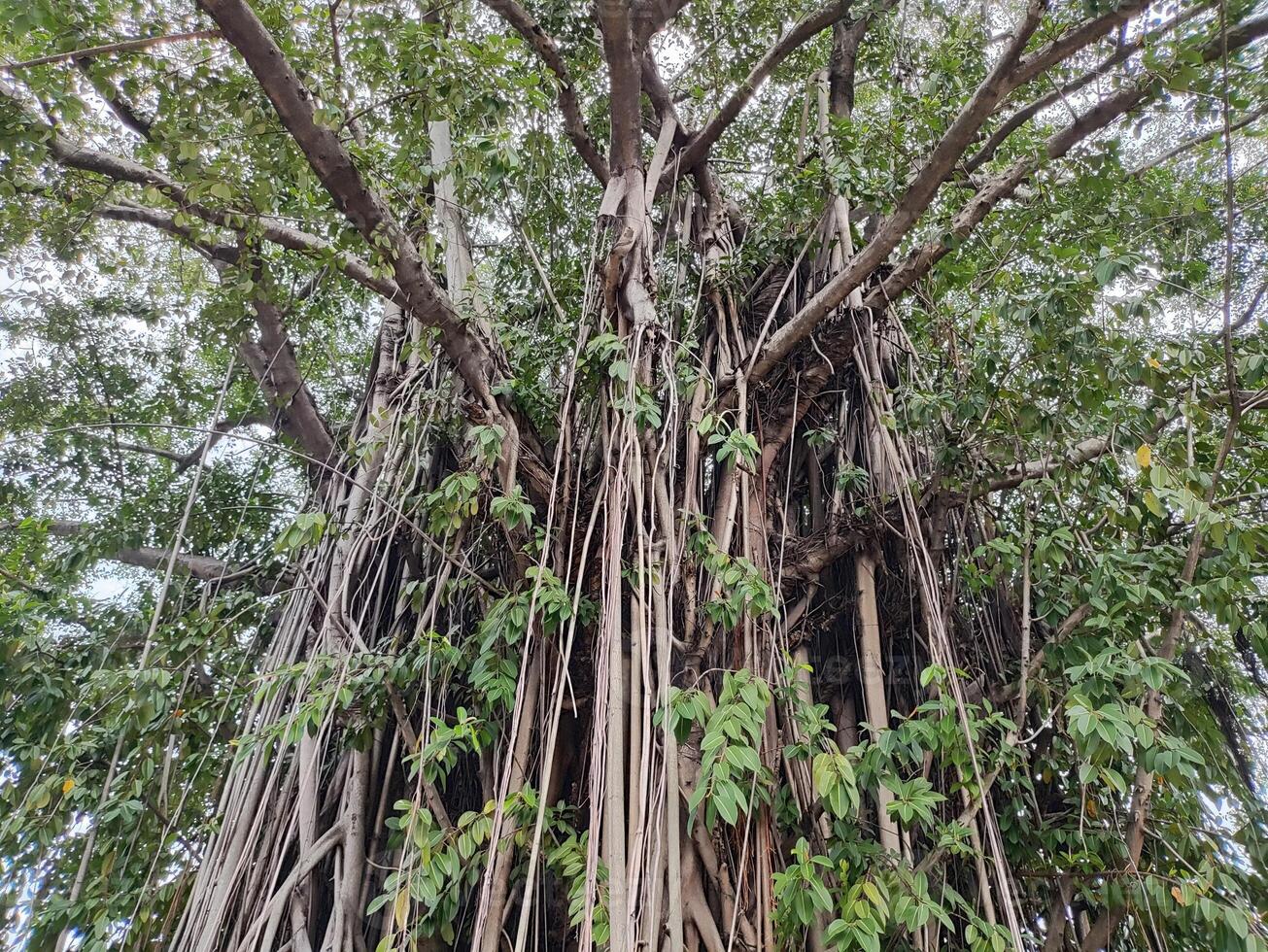 View of banyan hanging roots dangling from top to bottom photo