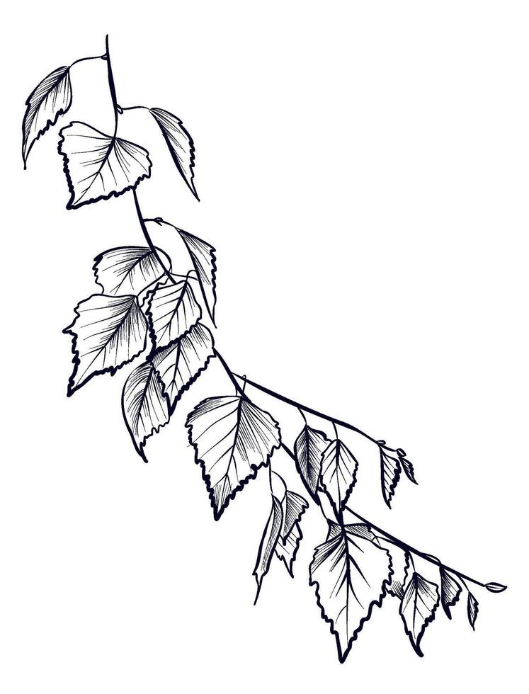 black and white hand-drawn birch branches vector