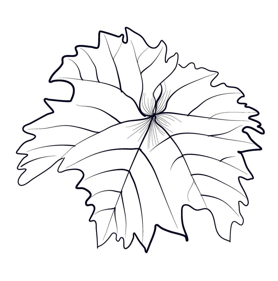 black and white hand-drawn drawing of a grape leaf vector