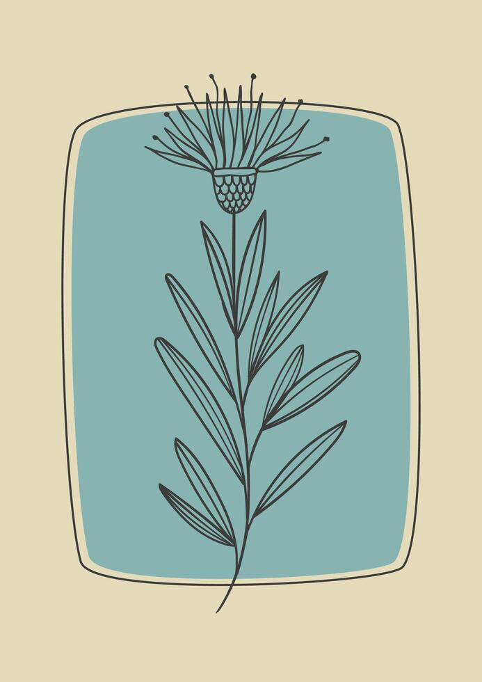 Cornflower blooming branch sketch illustration. Botanical art in engraving style. Greeting card and invitation design. vector