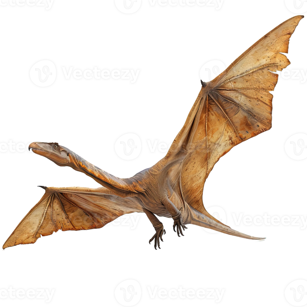 flying dinosaur isolated on transparent background ,pterodactyl , png