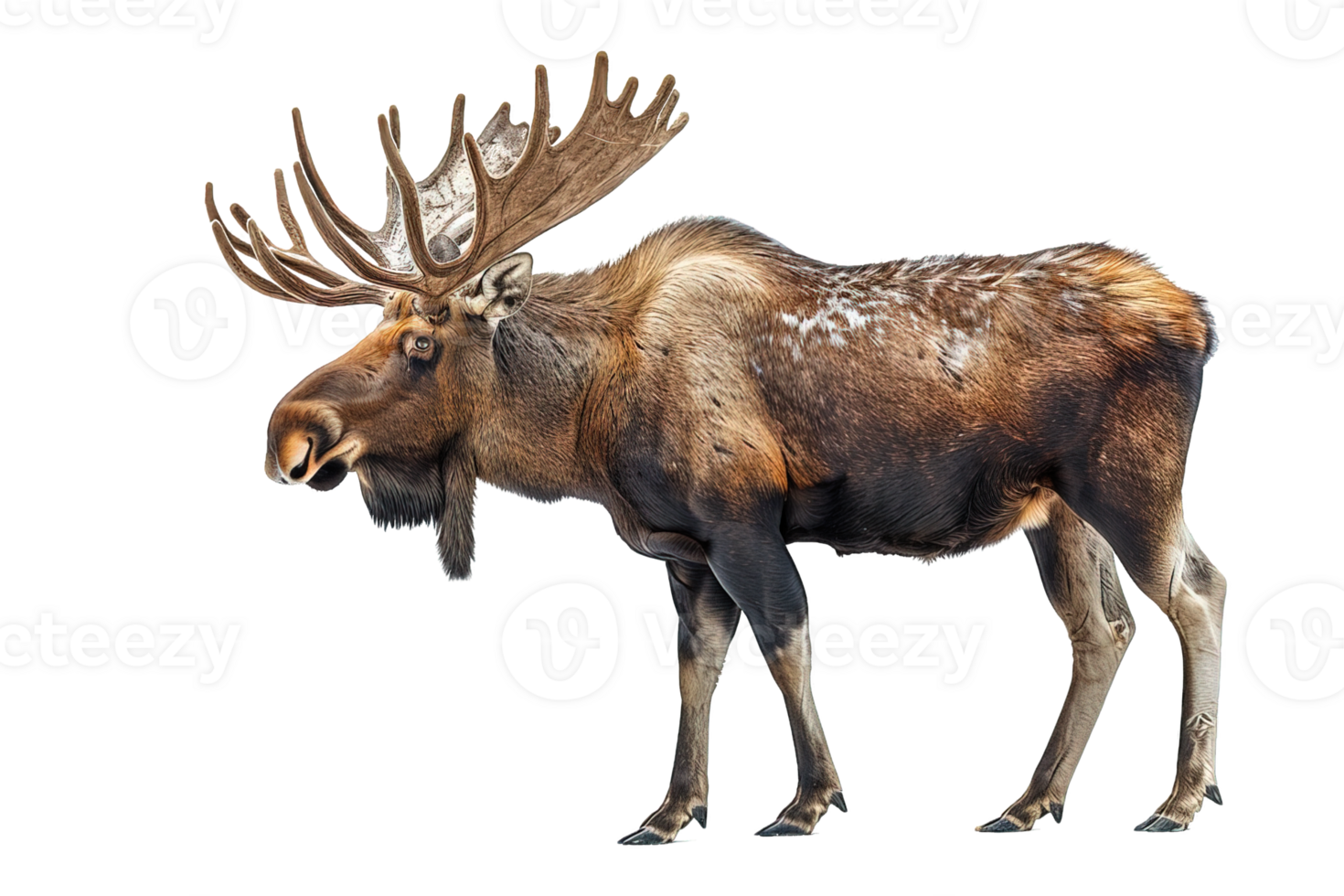 side view moose isolated on transparent background ,moose deer , png