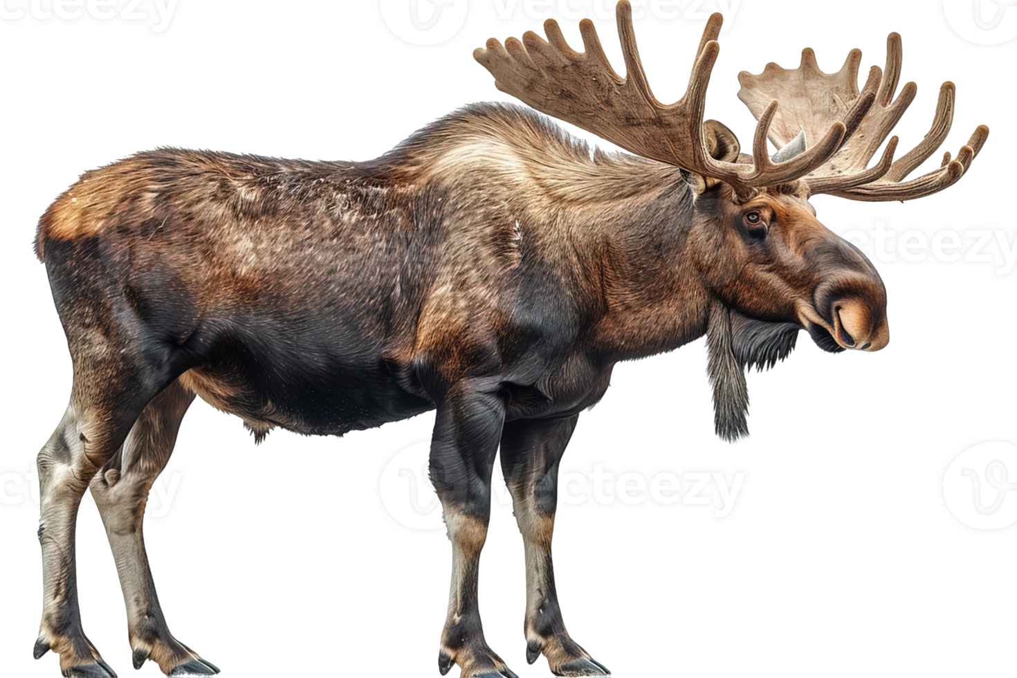 side view moose isolated on transparent background ,moose deer , png