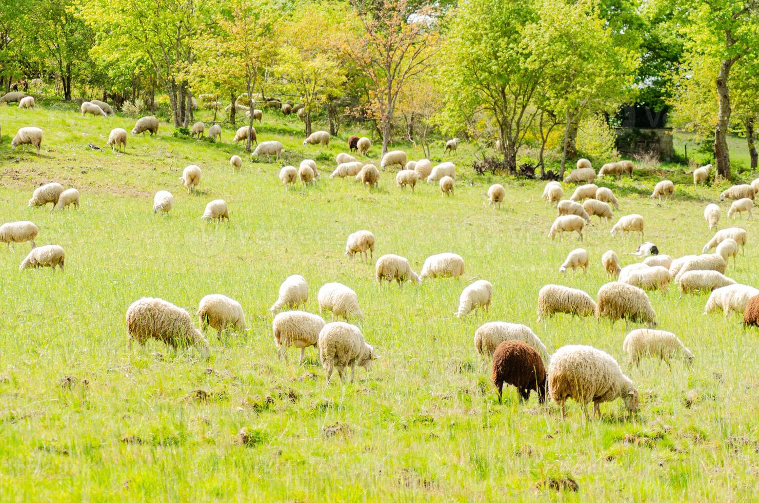 herd of sheep grazing in a grassy meadow photo