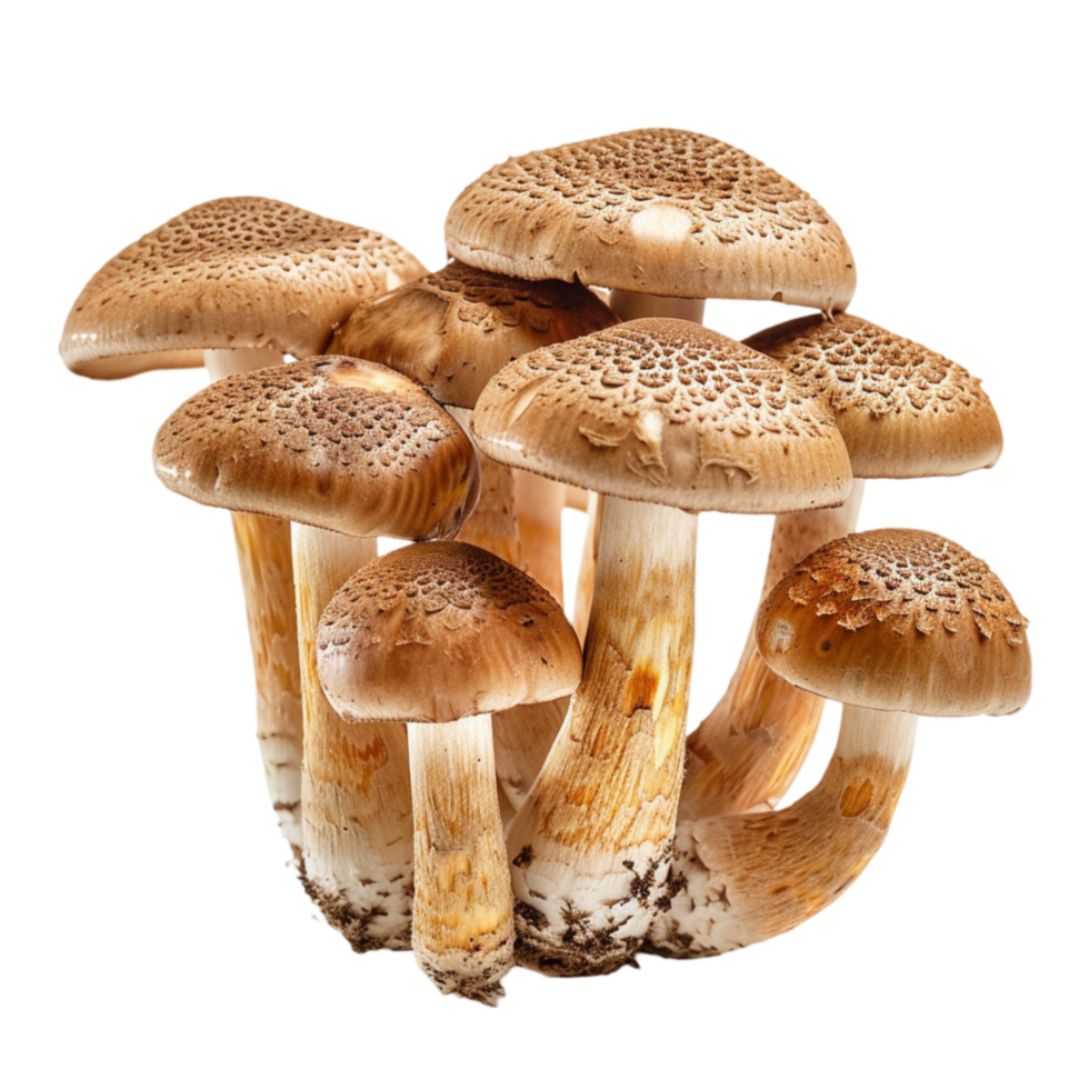 mushrooms on a transparent background png