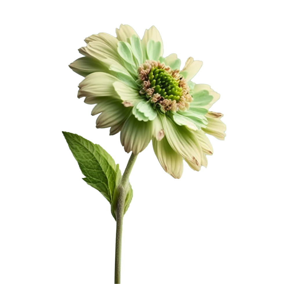 A Flower isolated on transparent background png
