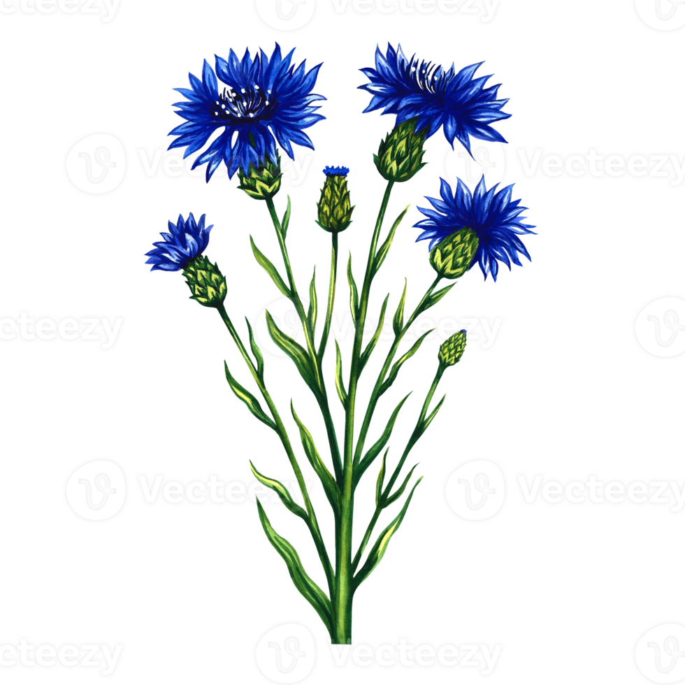 Centaurea, cornflower medicinal plant, pharmacy herbal tea. Watercolor hand drawn illustration. Isolate. Healthy tea, medicinal herbs. For packaging, label, pharmacy banner mockup. png