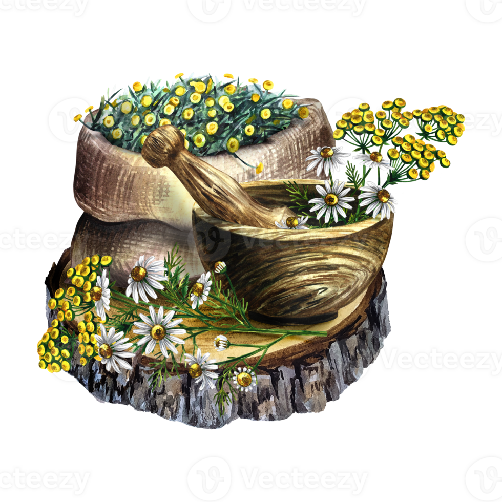 Medicinal herbs, chamomile and tansy. Wooden mortar and linen bag with pharmaceutical herbs. Watercolor hand drawn illustration. Isolated composition. For banner, flyer, poster. png