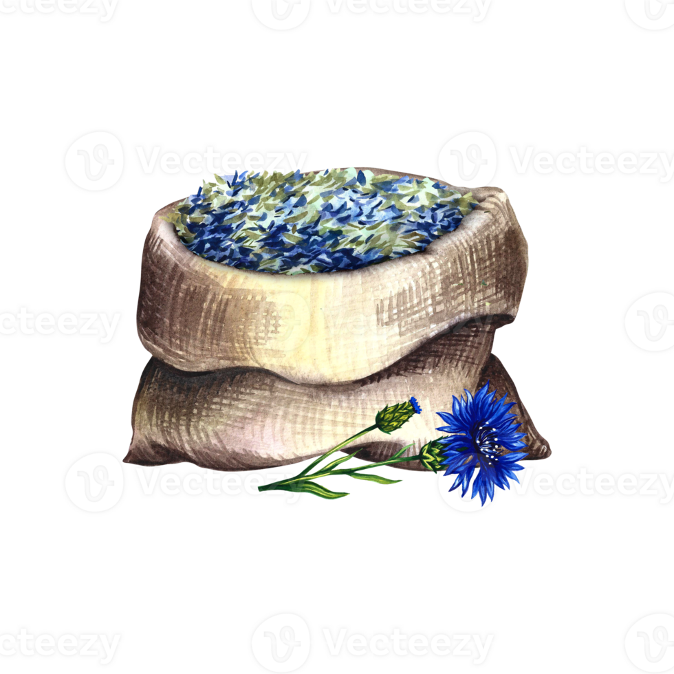 Cornflower officinalis, medicinal herb, dried, crushed in a linen bag. Watercolor hand drawn illustration. Isolate. For banner, flyer, poster, product packaging and label. png