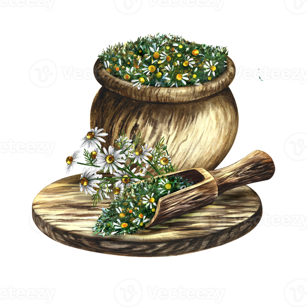 Pharmacy chamomile. Dry, crushed medicinal herb in a wooden pot. Wooden scoop and cutting board. Herbal soothing tea. Isolate, tercolor hand drawn illustration. Healthy tea. png